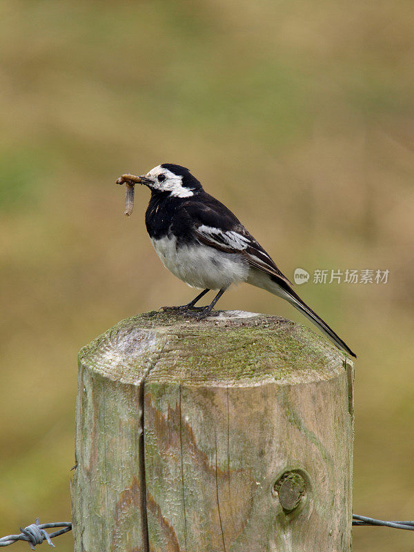 花斑鹡鸰（Motacilla alba yarelli）